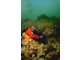 Alcyonium digitatum with dense Tubularia indivisa and anemones on strongly tide-swept circalittoral rock