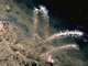 Mixed turf of hydroids and large ascidians with [Swiftia pallida] and [Caryophyllia (Caryophyllia) smithii] on weakly tide-swept circalittoral rock
